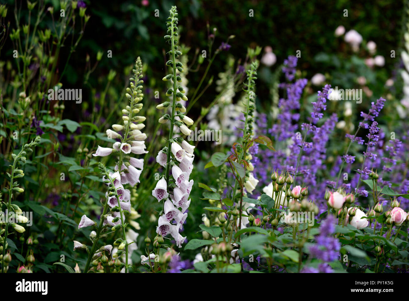 Digitalis purpurea dalmation white,nepeta six hills giant,rose,blanc,rose,digitales, fleurs, fleurs,fleurs,jardin,biennale Floral RM Banque D'Images