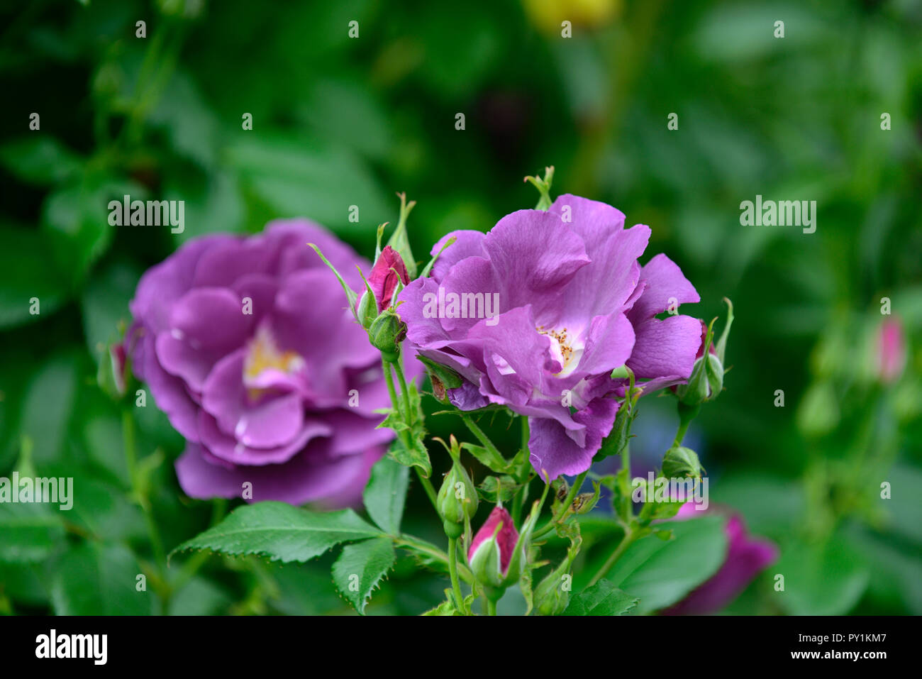 Rosa Rhapsody in Blue,frantasia,rose, pourpre, fleur, fleurs, fleur, fleurs, arbustes, arbustes ,florifère ,Floral RM Banque D'Images