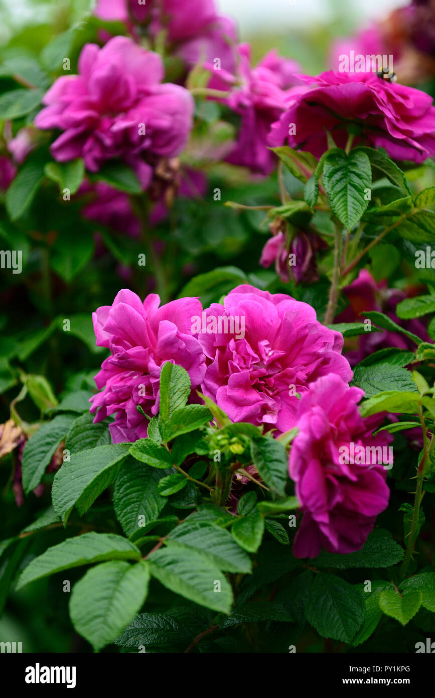 Rosa James Veitch,Rose James Veitch, répétez la floraison vieux rose,rose,mauve, violet, floral RM Banque D'Images