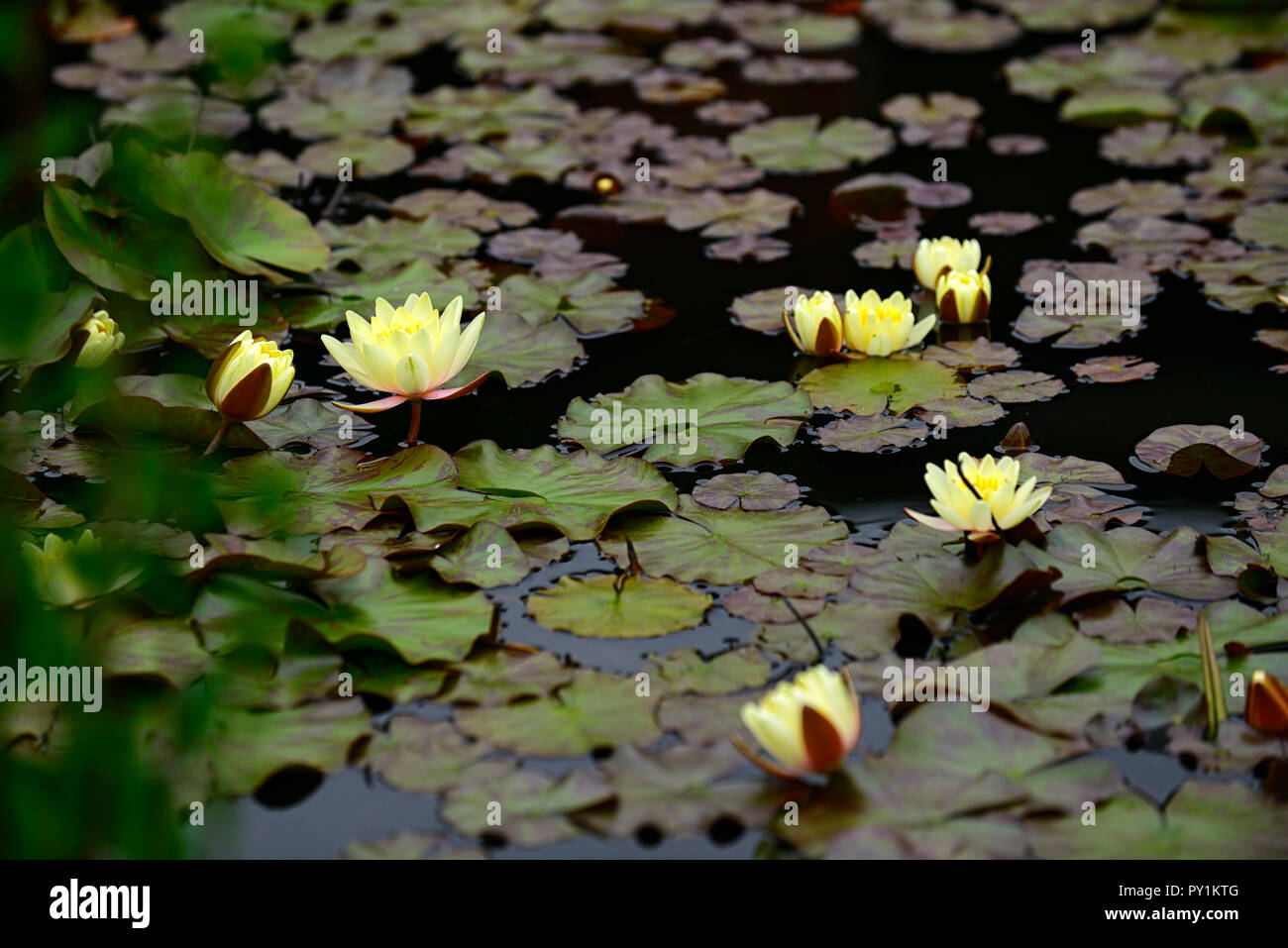 Floral fleurs,RM,Nymphaea sp., l'eau jaune lily,piscine,fleurs,fleurs,eau,étang Banque D'Images