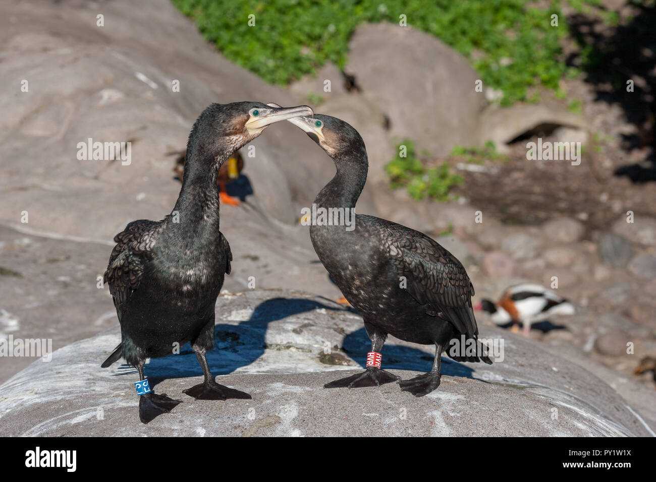 Le cormoran, le Mellanskarv européenne (Phalacrocorax carbo sinensis) Banque D'Images