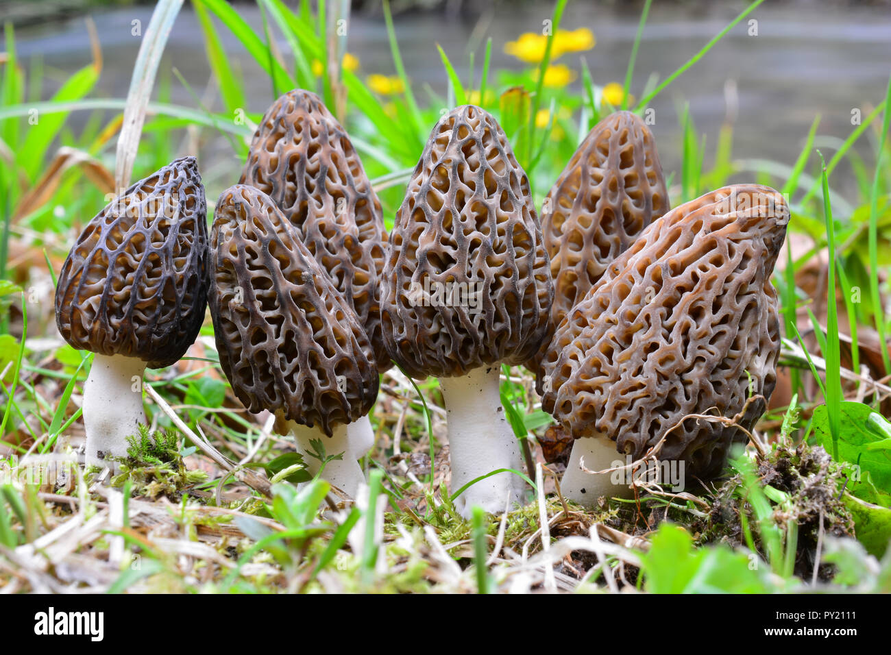 Grand groupe de sept morel noir ou Morchella conica, début du printemps des champignons sauvages dans l'habitat naturel sur la côte d'un ruisseau de montagne Banque D'Images
