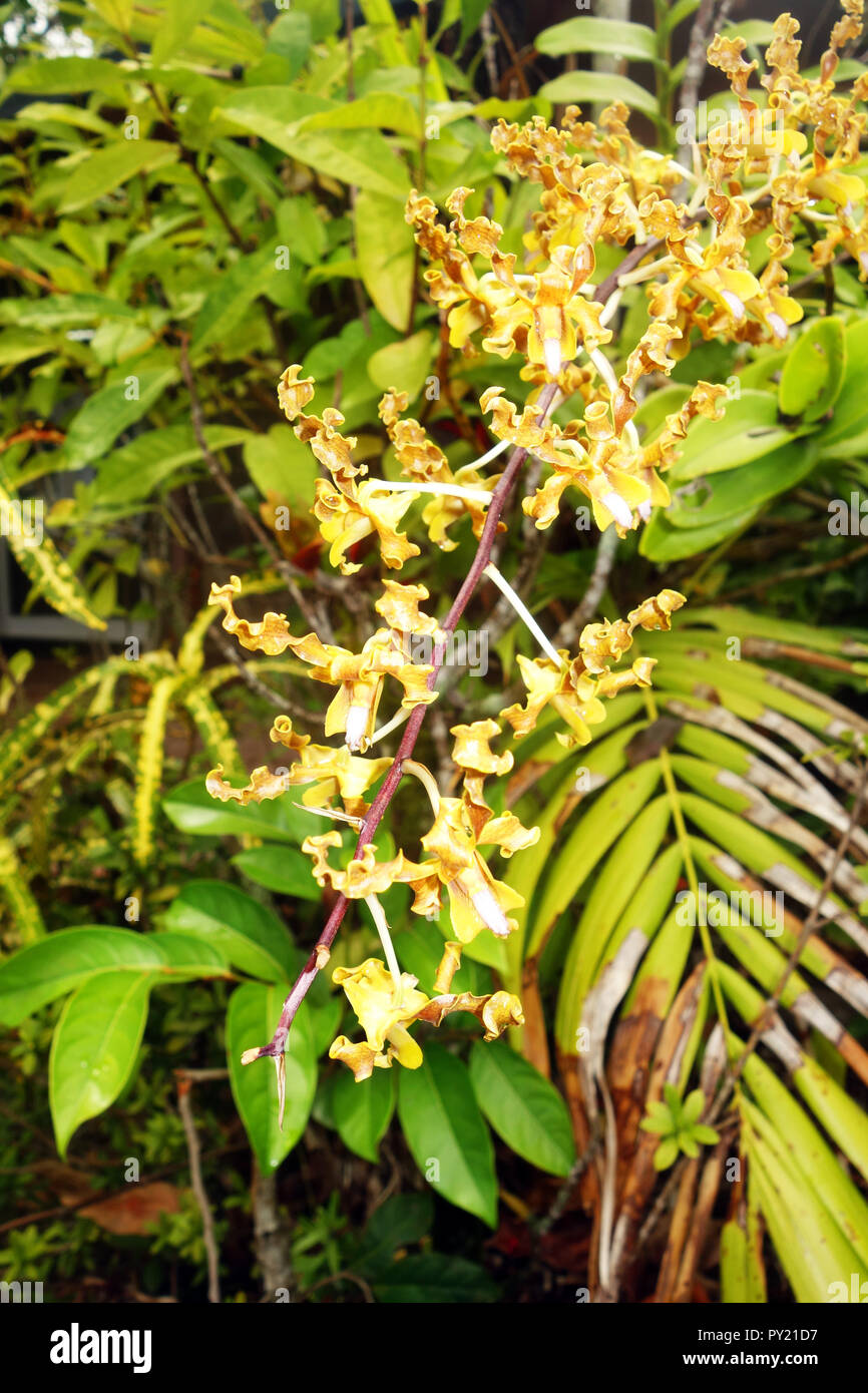 Golden orchid (Dendrobium discolor), Fitzroy Island, près de Cairns, Queensland, Australie Banque D'Images