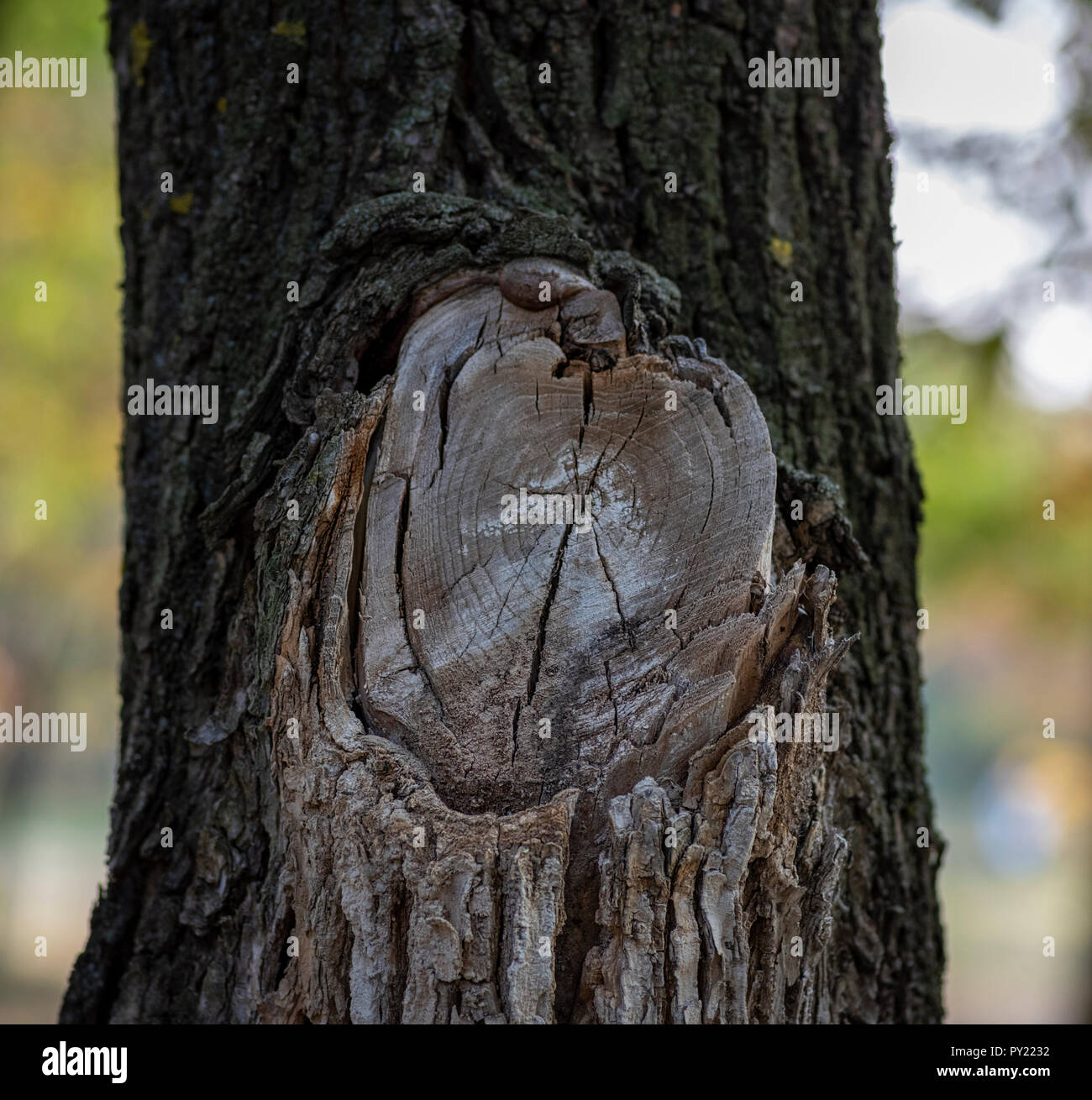 Big branch sciés sur les acacias, une section d'un nœud de l'arbre avec des anneaux, Close up Banque D'Images
