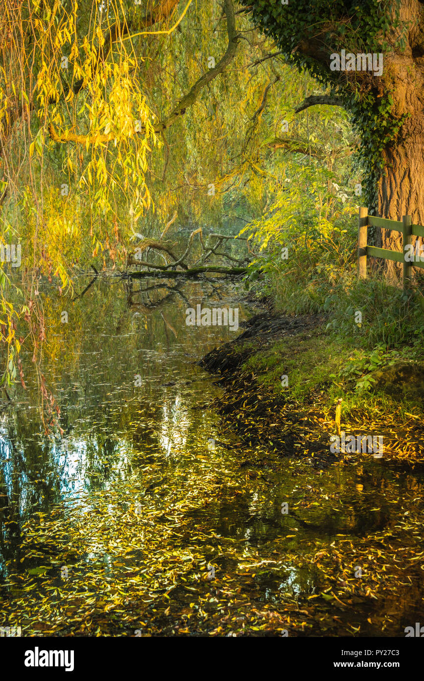 Un saule pleureur à l'automne perd ses feuilles coulourful sur un étang. Banque D'Images