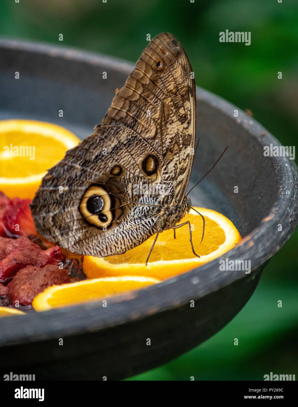 Un seul papillon qui se nourrit d'une tranche d'orange dans un jardin local à Marbella Banque D'Images