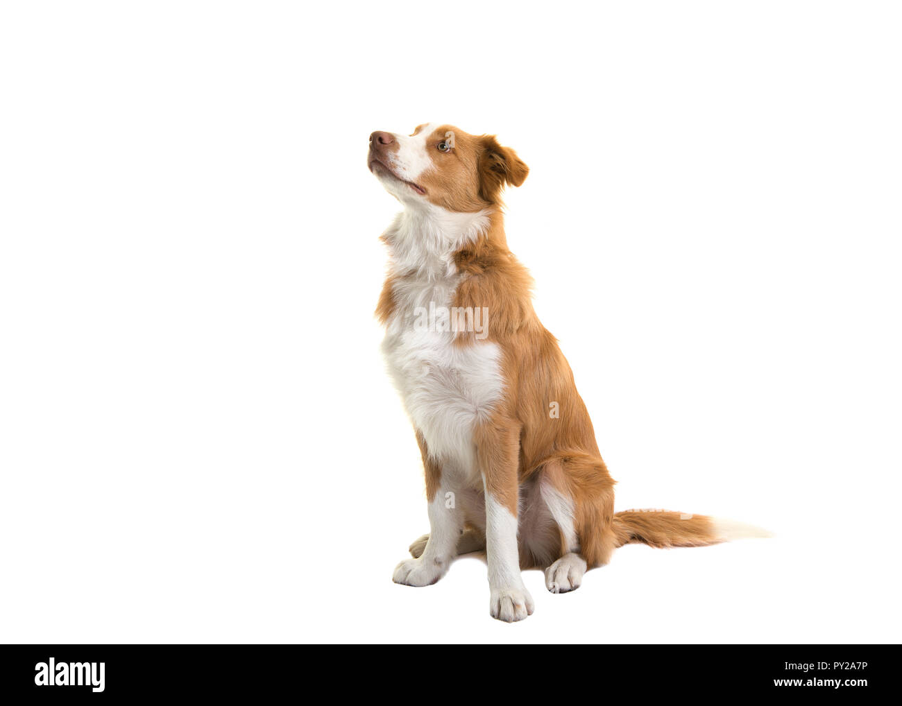 Chien border collie rouge assis looking up on a white background Banque D'Images