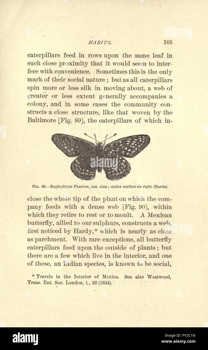 Les papillons (page 105) Banque D'Images