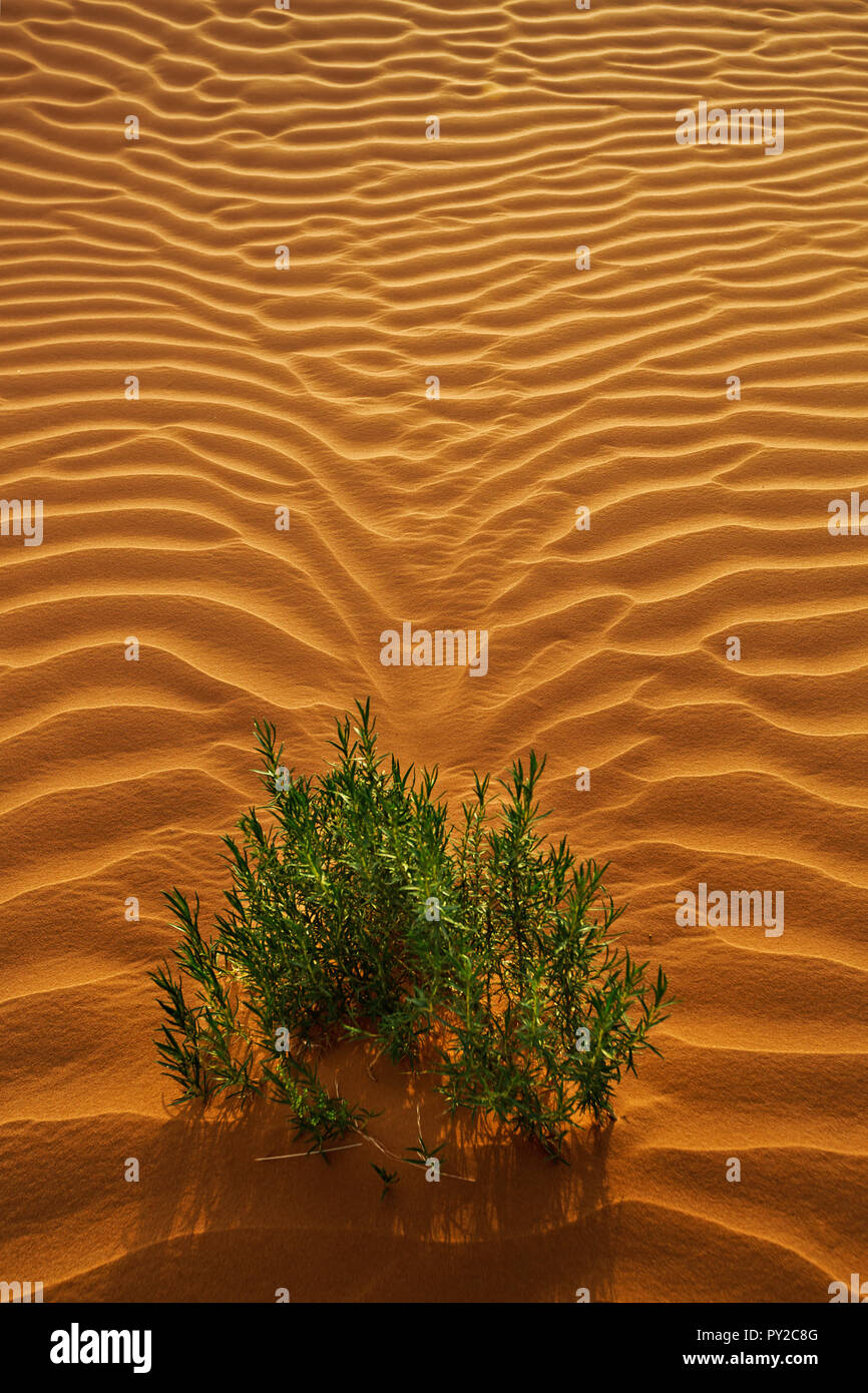 Plante poussant dans paysage de désert, l'Arabie Saoudite Banque D'Images