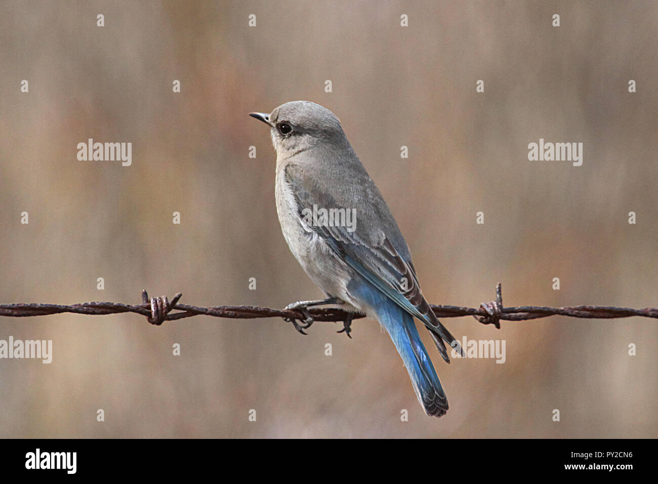 (Le Merlebleu azuré Sialia currucoides). Le Merlebleu azuré est parmi les plus beaux oiseaux de l'Ouest. Banque D'Images