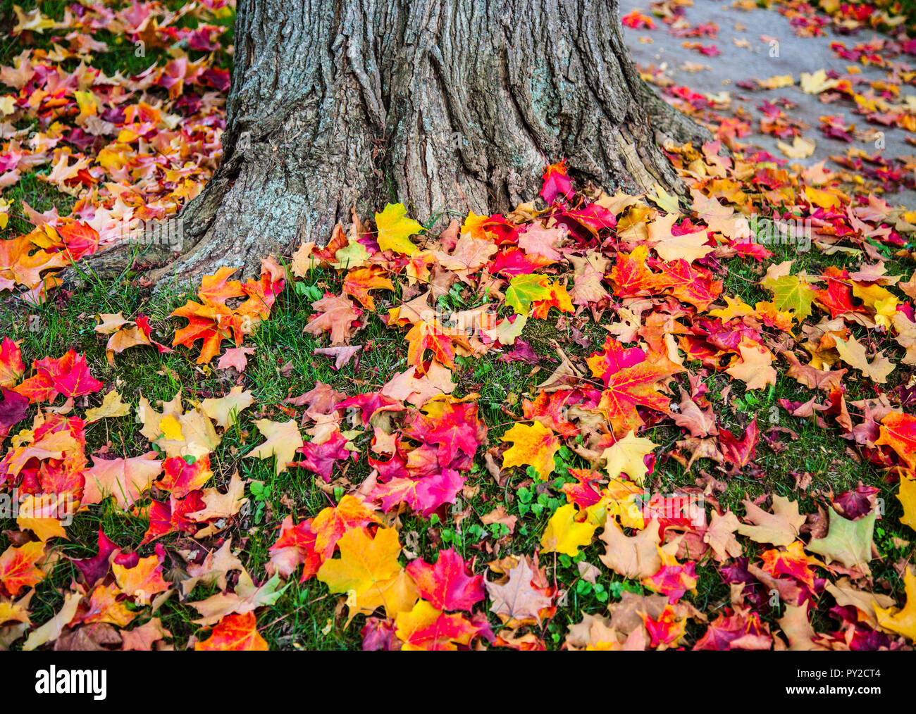 Feuilles d'automne colorées sur terre, Bennington, Vermont, automne États-Unis, automne Nouvelle-Angleterre automne orange arbres jaune jardin sec arbre de jardin enchanté Banque D'Images
