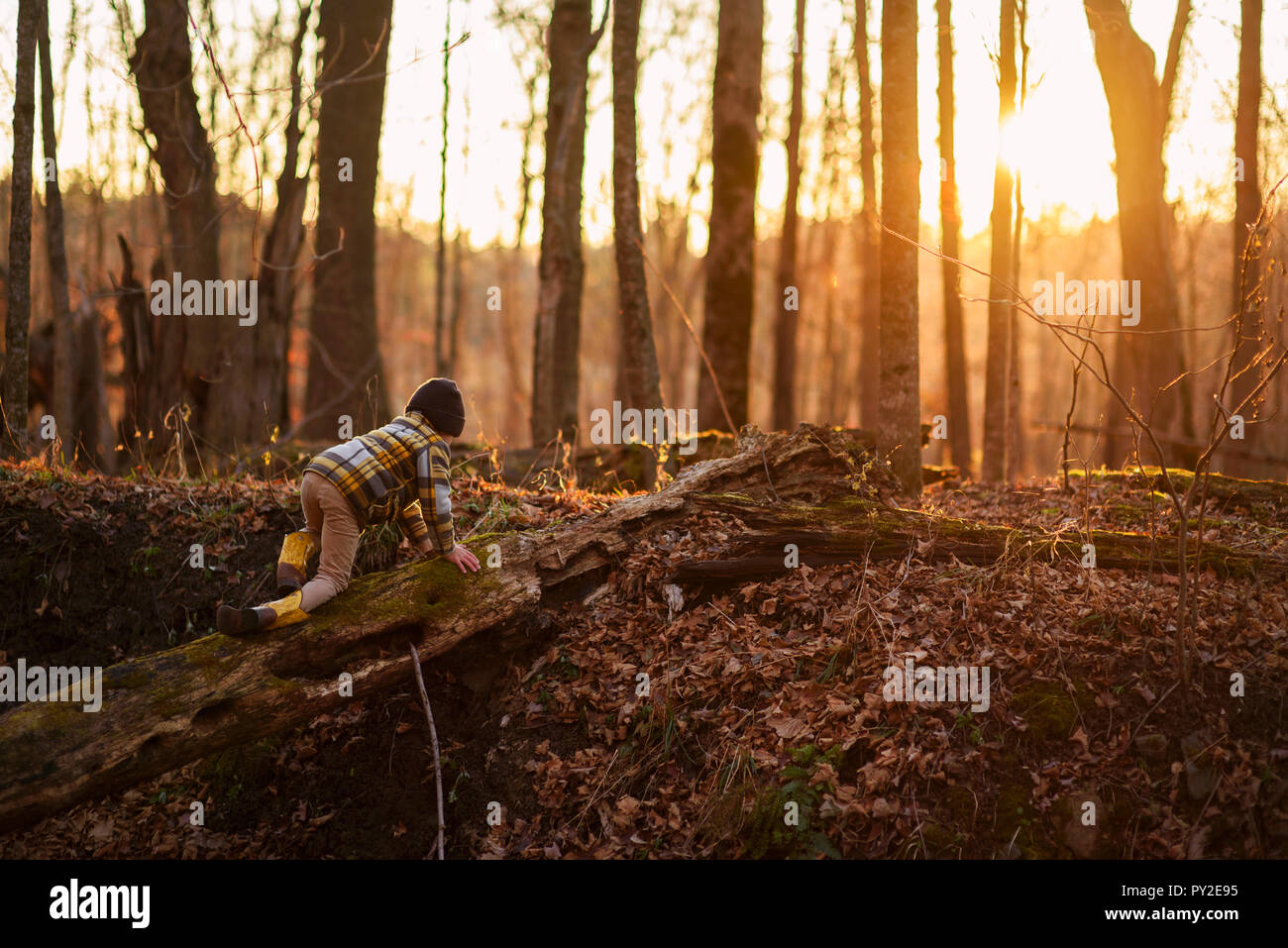 Boy crawling sur un arbre tombé dans les bois, United States Banque D'Images