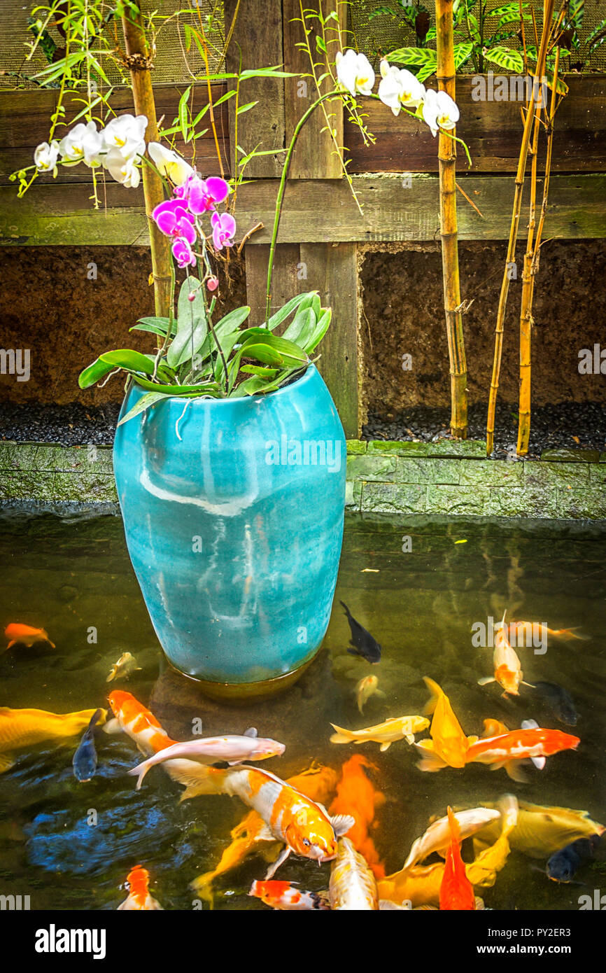 Orchidées dans un pot bleu dans un étang des carpes Banque D'Images