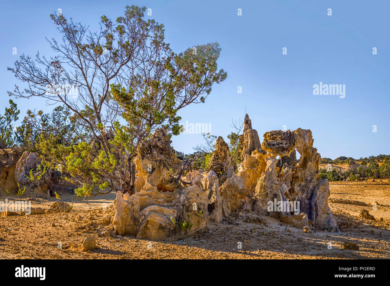 Les Pinnacles, le Parc National de Nambung, Western Australia, Australia Banque D'Images