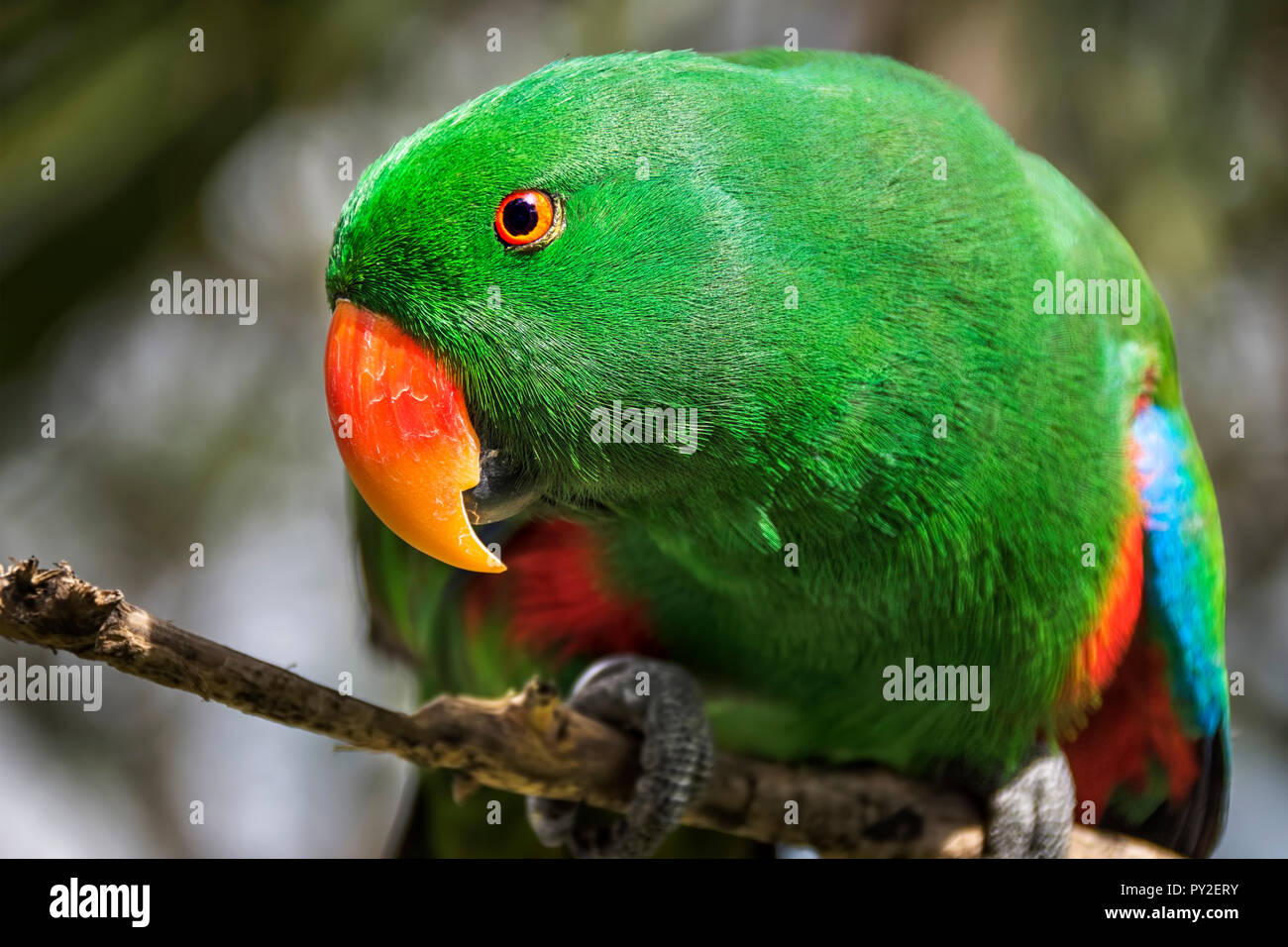 Male Eclectus Roratus Eclectus parrot (Indonésie), Banque D'Images
