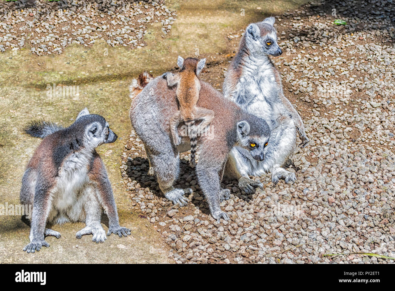 Famille de lémuriens (ring-tailed Lemur catta), Indonésie Banque D'Images