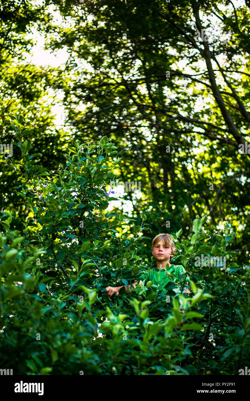 Portrait d'un garçon assis dans un arbre, United States Banque D'Images