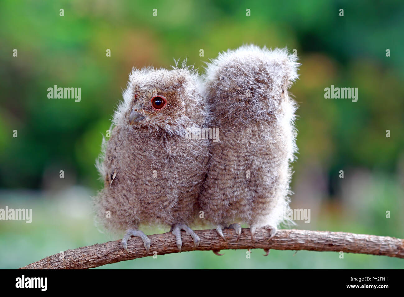 Deux owlets sur une branche, l'Indonésie Banque D'Images