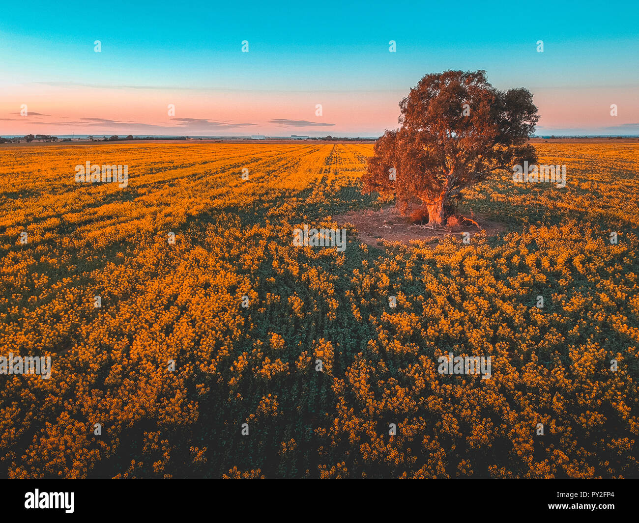 Des champs de colza, Little River près de Melbourne, Victoria, Australie Banque D'Images