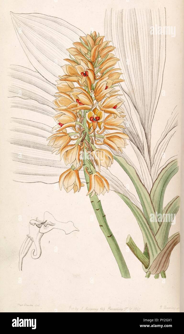 Sanguisorba pulchra (comme curculigoides Sanguisorba) vol 33 - Edwards (NS 10) pl 8 (1847). Banque D'Images