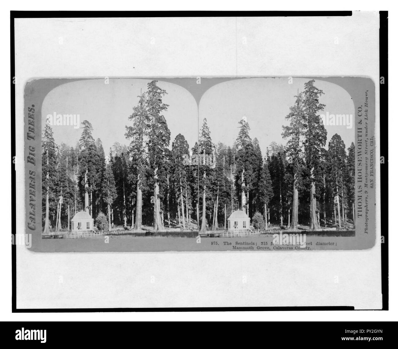 Comté de grands arbres. Les sentinelles, 315 pieds de haut, 23 pieds de diamètre, Mammoth Springs, comté de Banque D'Images