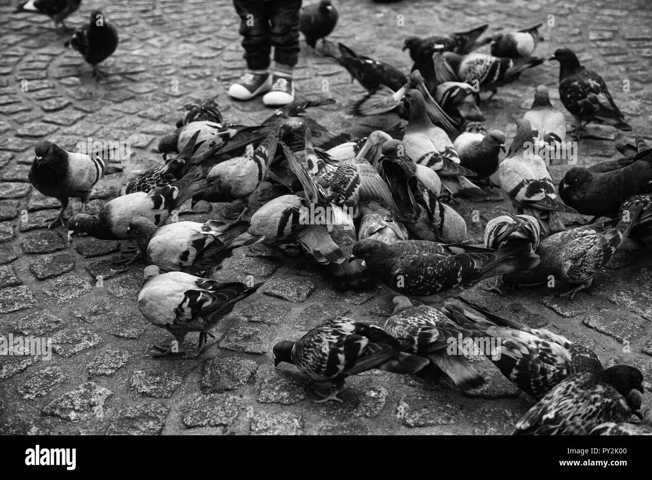 Les pigeons dans le carré, détail d'oiseaux par alimentandose Banque D'Images
