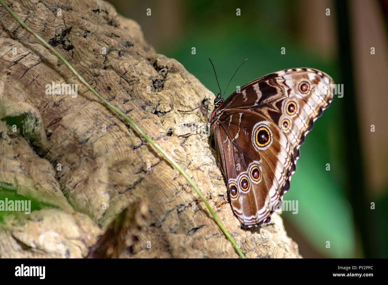 Un seul papillon brun prendre du repos sur un journal Banque D'Images