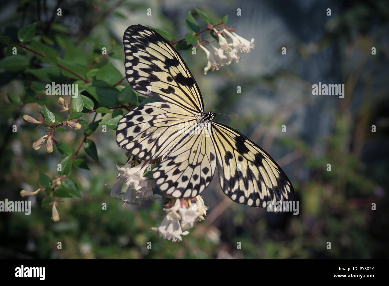 Un grand papillon jaune assis sur un buisson avec de petites fleurs blanches Banque D'Images