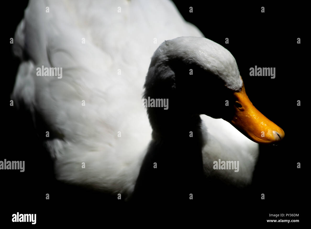 Un beau portrait d'un canard caché dans l'ombre profonde Banque D'Images