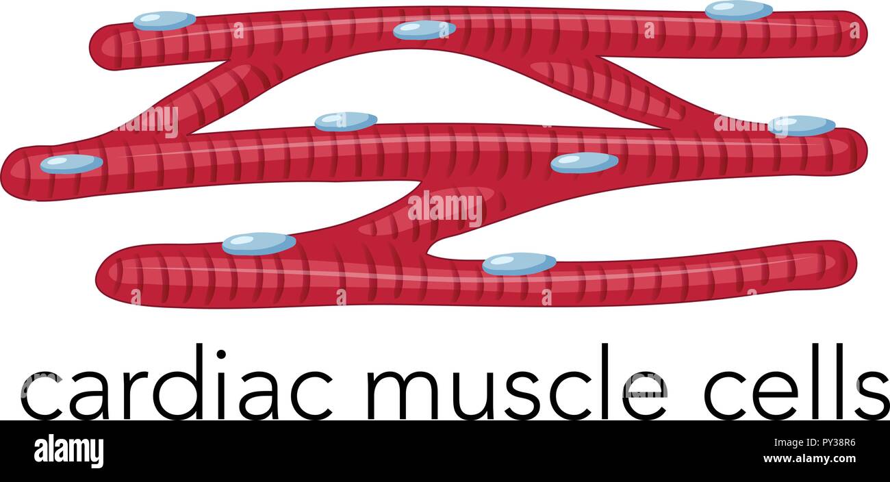 Magnfied les cellules du muscle cardiaque illustration Illustration de Vecteur