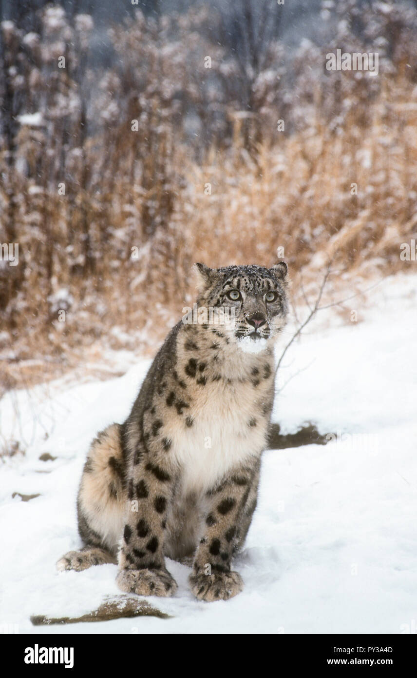 L'Asie, l'Asie centrale et du sud de l'Himalaya ; ; ; ; de grands chats félin Snow leopard ; uncia Panthea : captive. Banque D'Images
