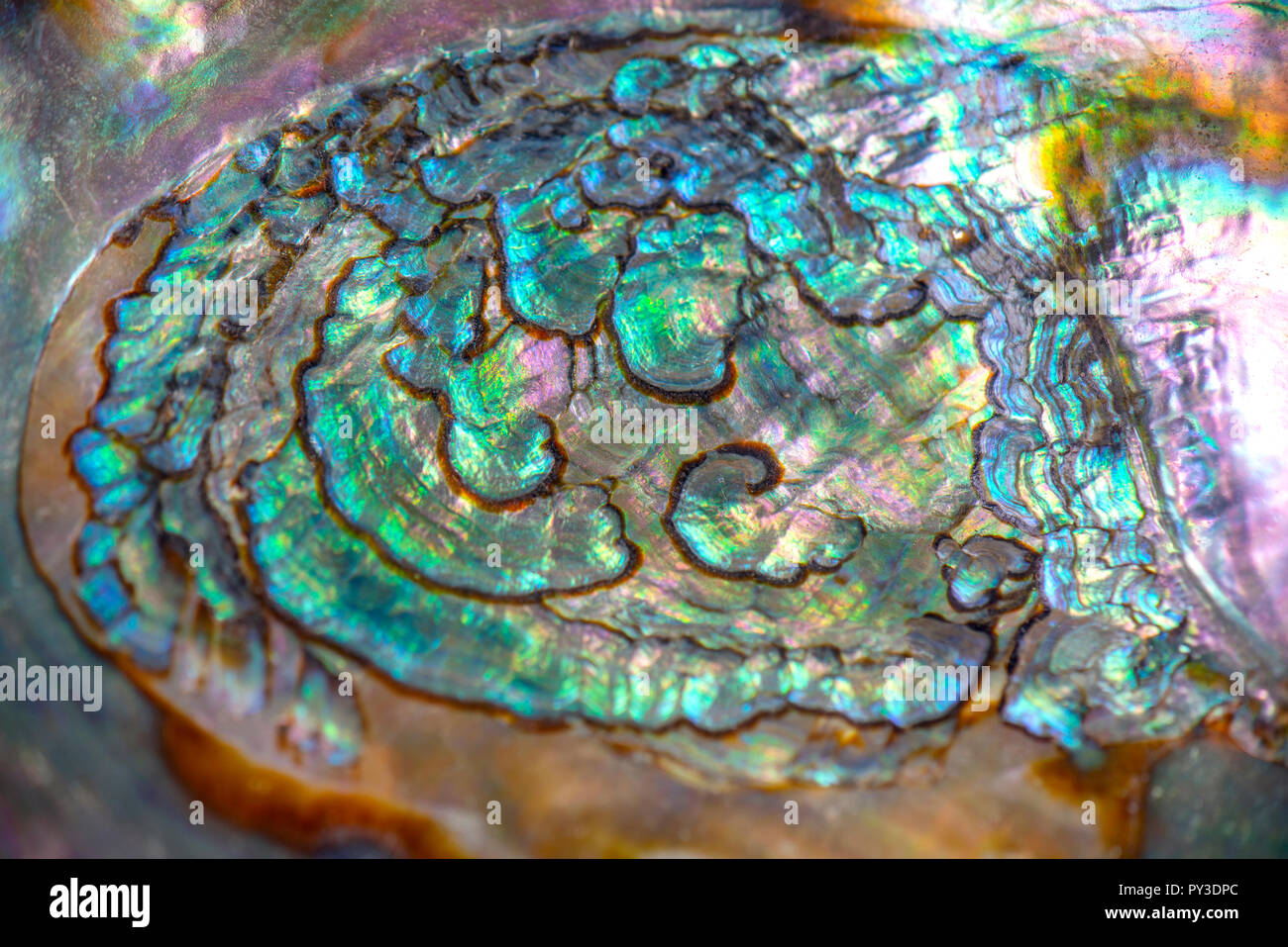 Détail de l'ormeau macro texture iridescente trouvés sur un shell Banque D'Images