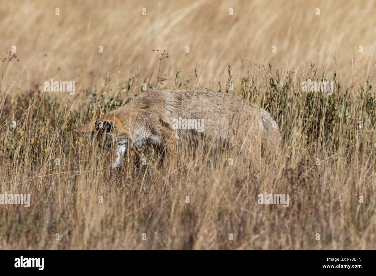Le coyote chasse dans les prairies sur un jour d'automne. Banque D'Images