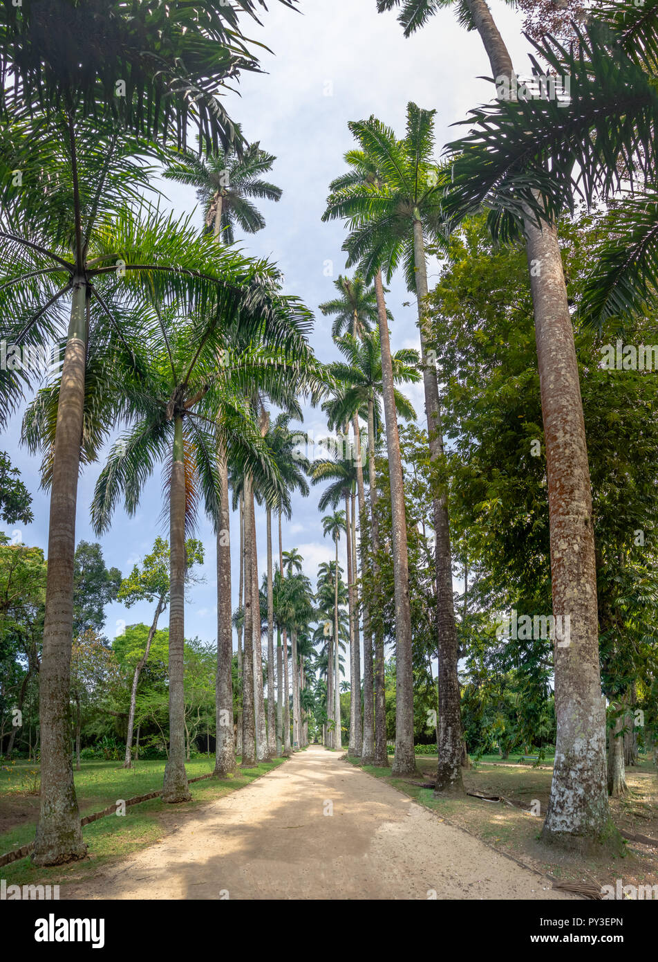 L'Avenue des palmiers royaux au Jardim Botanico Botanical Garden - Rio de Janeiro, Brésil Banque D'Images