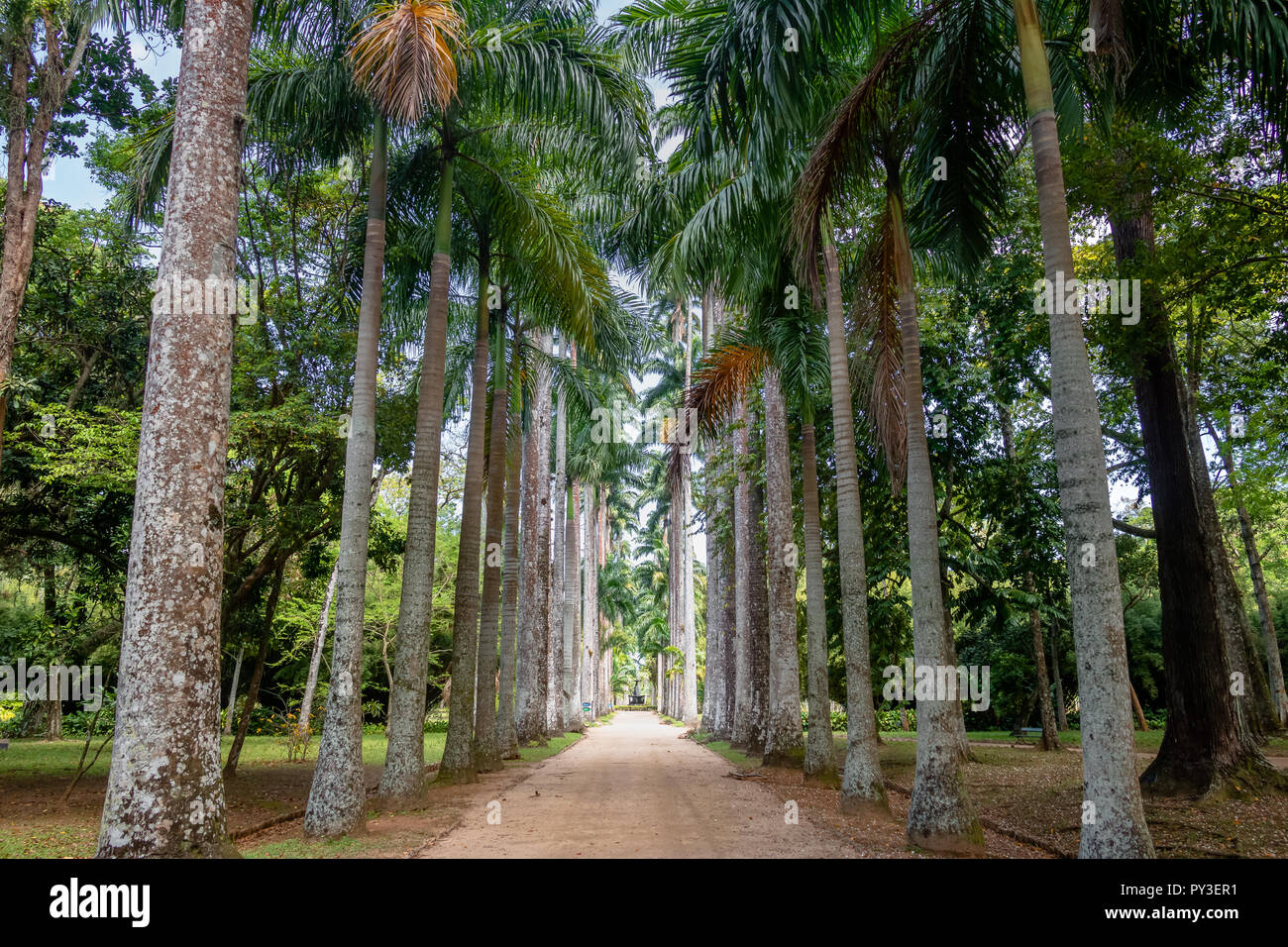 L'Avenue des palmiers royaux au Jardim Botanico Botanical Garden - Rio de Janeiro, Brésil Banque D'Images