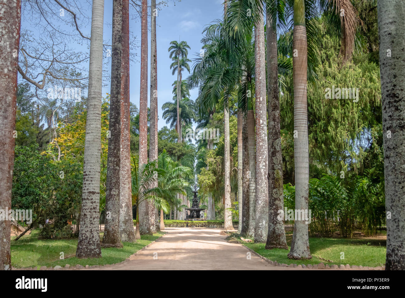 L'Avenue des palmiers royaux au Jardim Botanico Botanical Garden - Rio de Janeiro, Brésil Banque D'Images