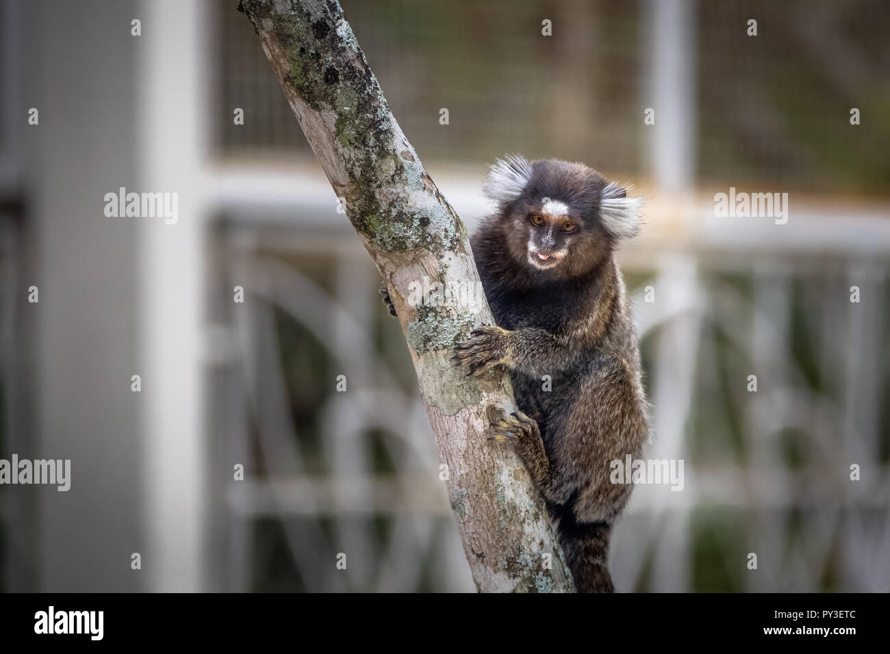 Singe ouistiti commun - Rio de Janeiro, Brésil Banque D'Images
