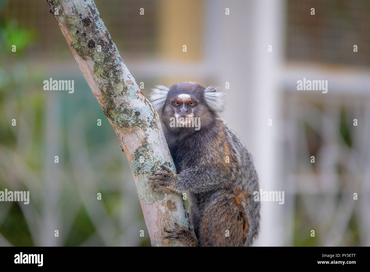 Singe ouistiti commun - Rio de Janeiro, Brésil Banque D'Images