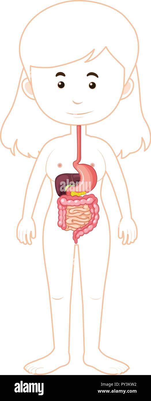 Une femme l'anatomie du système digestif illustration Illustration de Vecteur