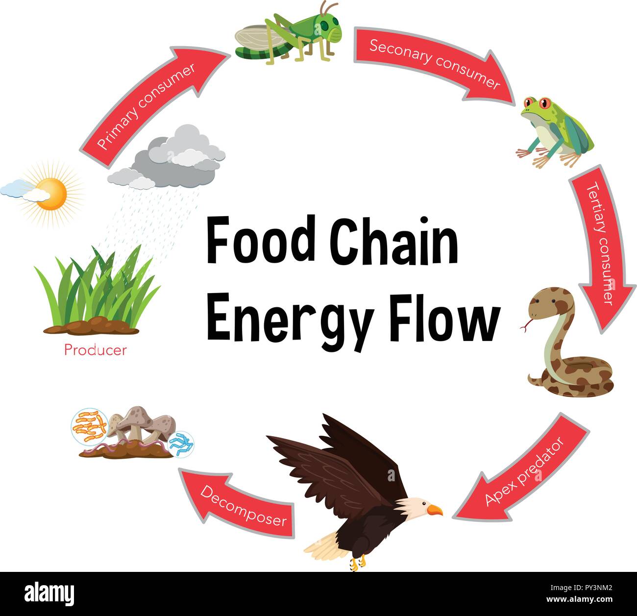 Diagramme de flux d'énergie dans la chaîne alimentaire illustration Illustration de Vecteur