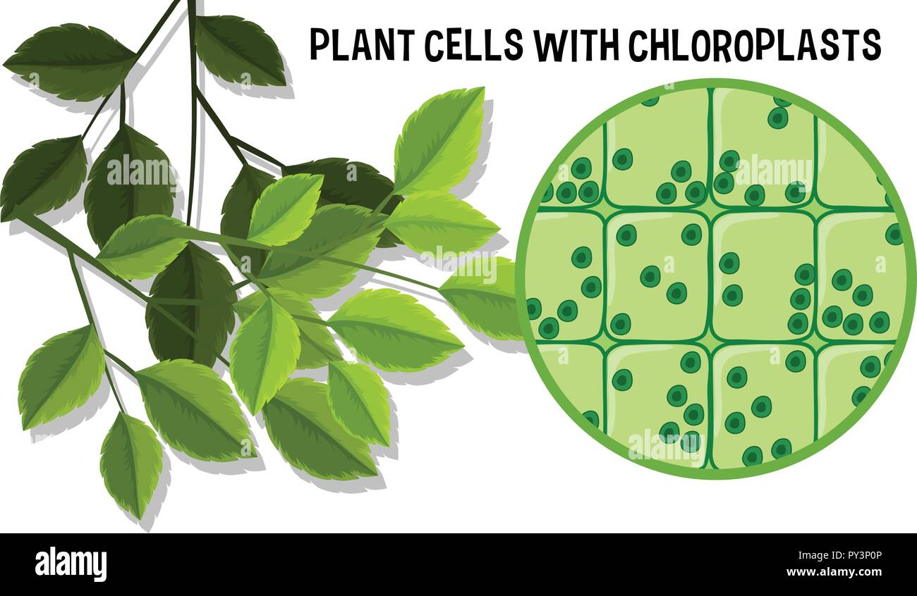 Les cellules végétales avec Choloroplasts illustration Illustration de Vecteur