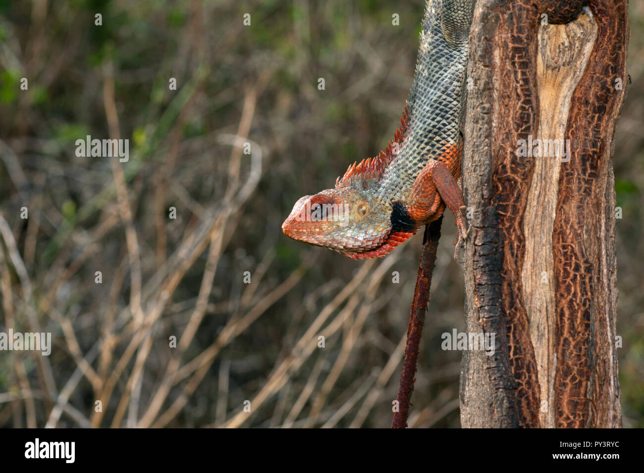 Jardin Oriental, Calotes versicolor lézard près de Pune, Maharashtra. Banque D'Images