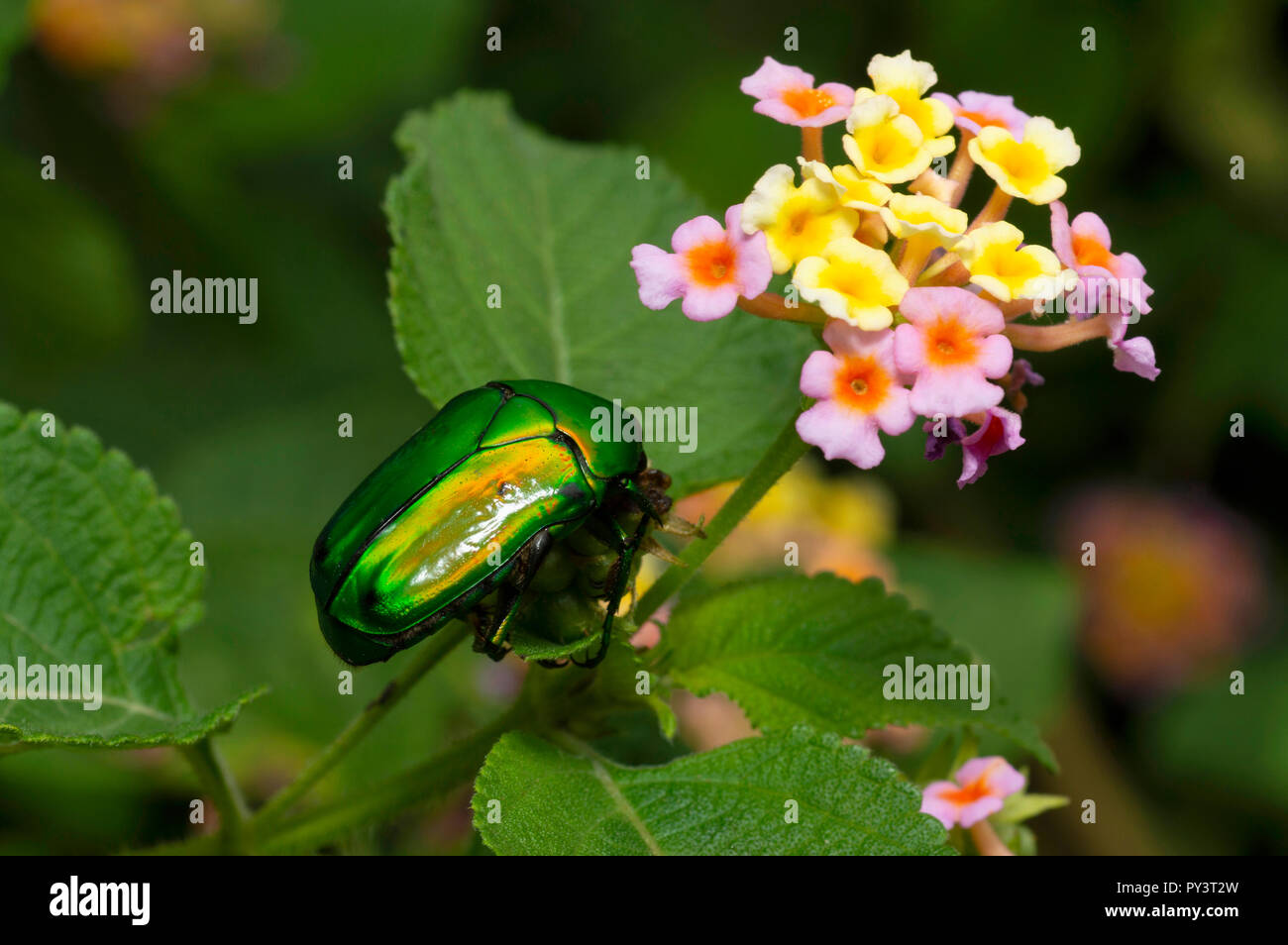 Noël vert beetle près de Pune, Maharashtra. Banque D'Images