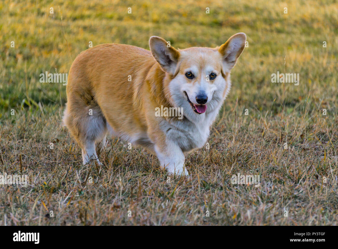 Pembroke Welsh Corgi chien Banque D'Images