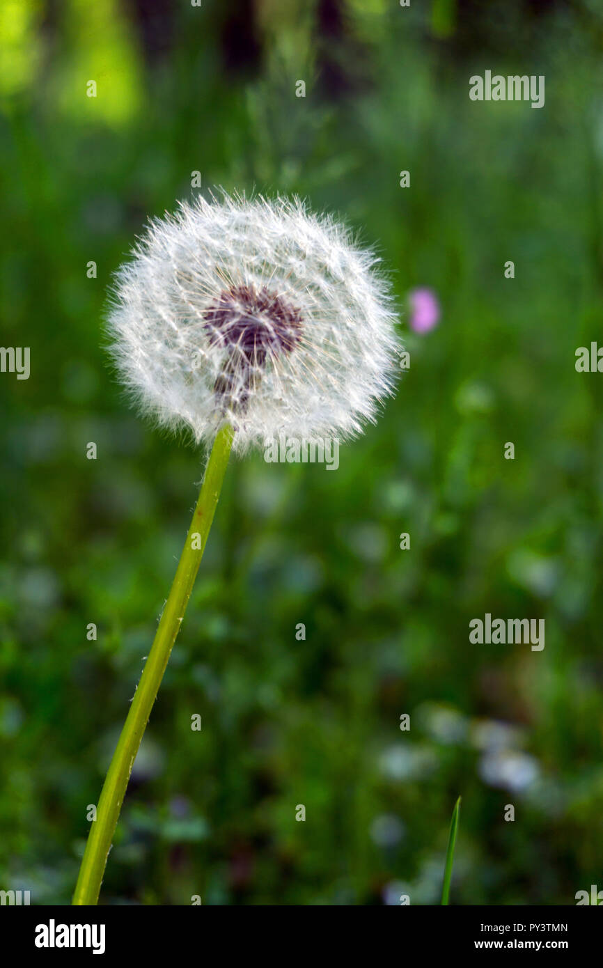 Pissenlit dans un jardin Banque D'Images