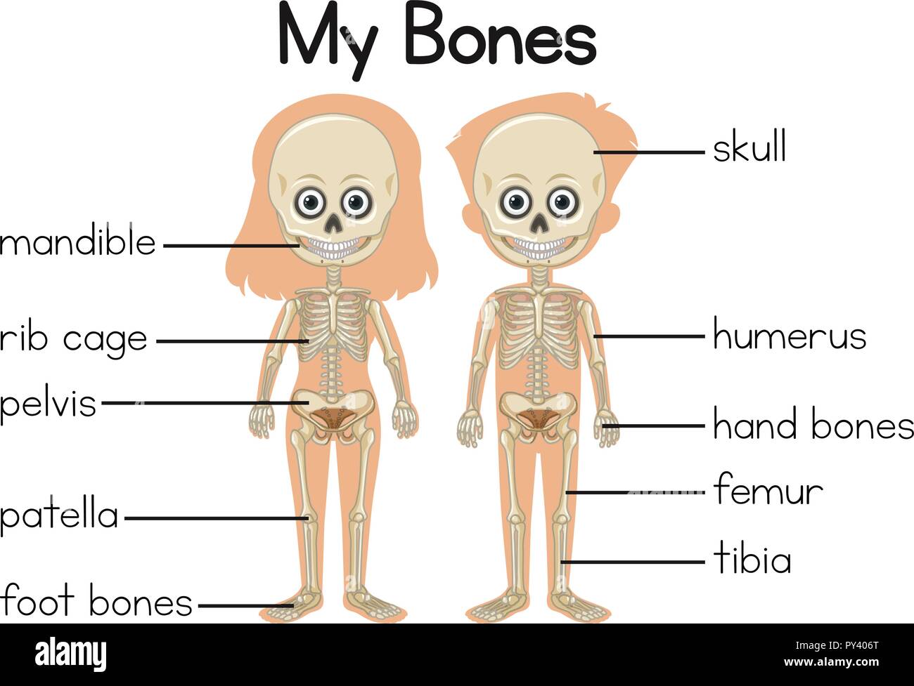 Mes os Diagramme avec deux enfants illustration Illustration de Vecteur