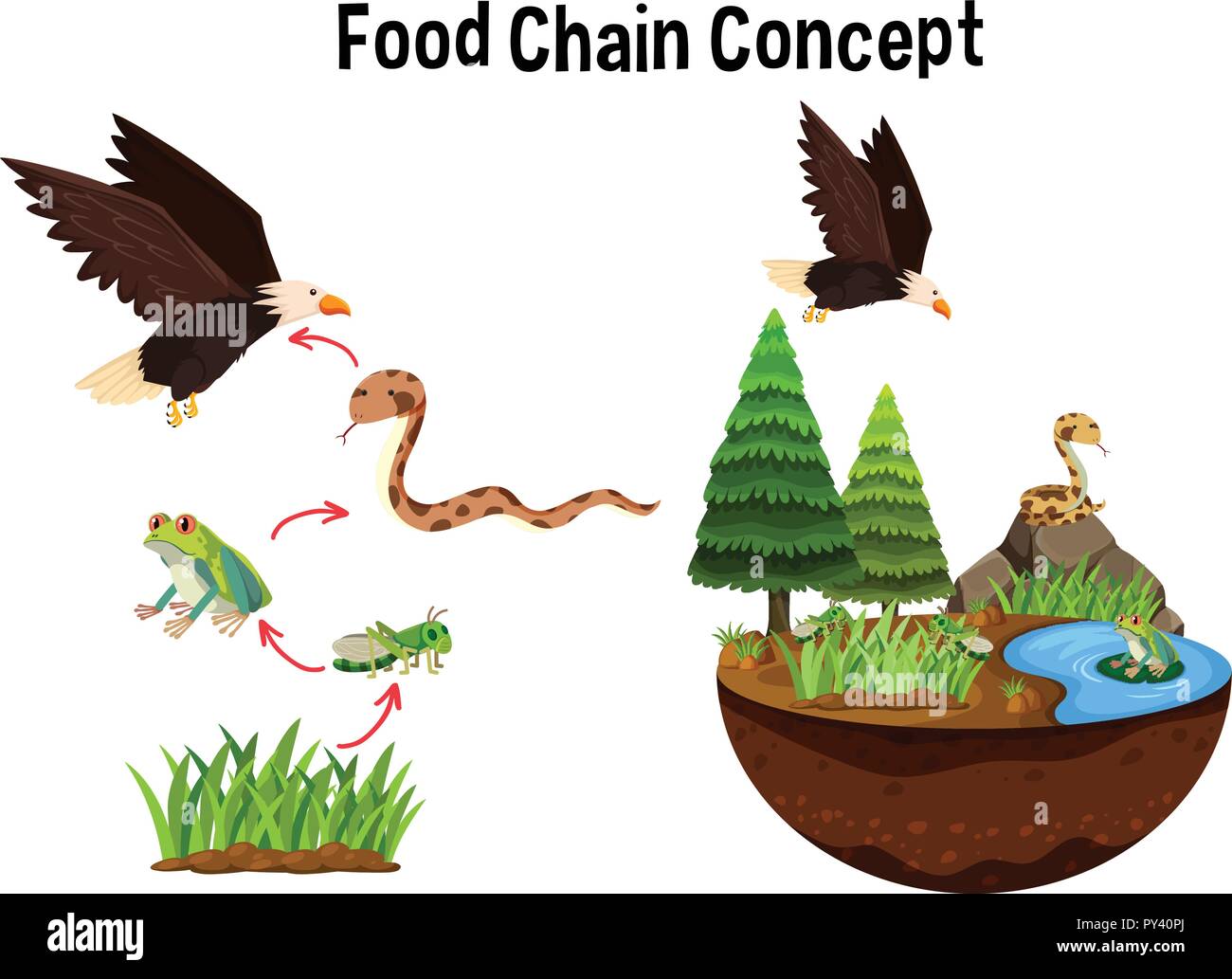 La chaîne alimentaire de la science Concept illustration Illustration de Vecteur