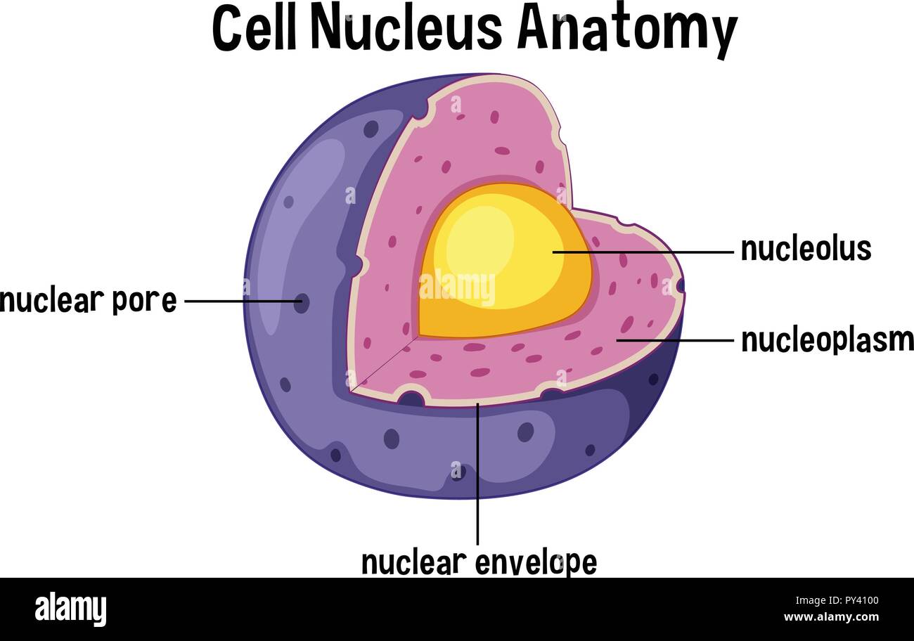 Schéma de l'anatomie du noyau cellulaire illustration Illustration de Vecteur
