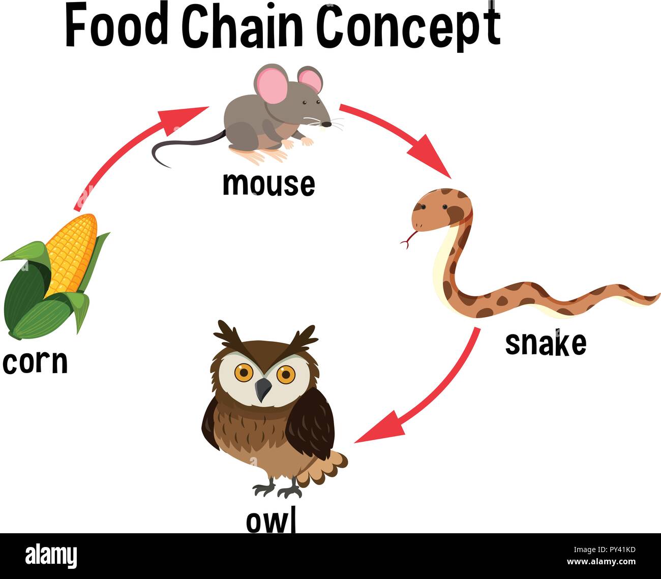 cha-ne-alimentaire-sch-ma-concept-illustration-image-vectorielle-stock
