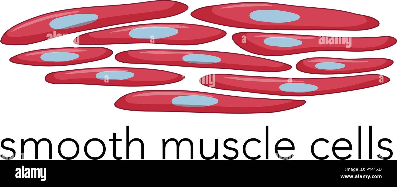 Droit des cellules musculaires lisses illustration Illustration de Vecteur